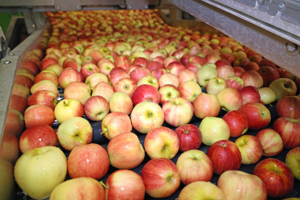 istock Clean fresh apples moving on conveyor in a fruit packing warehouse 1306740007