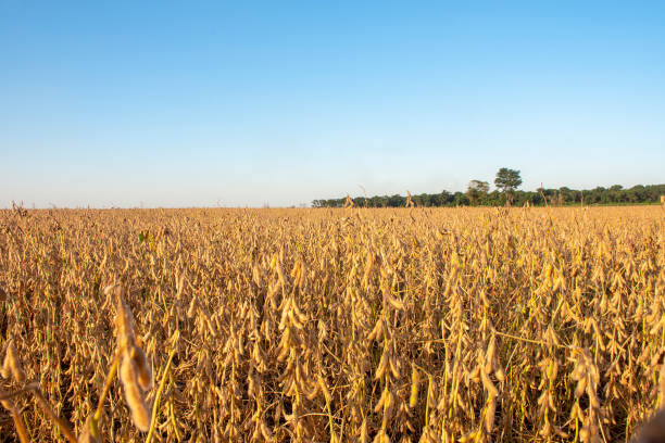 Harvesting soybeans on a farm in Brazil