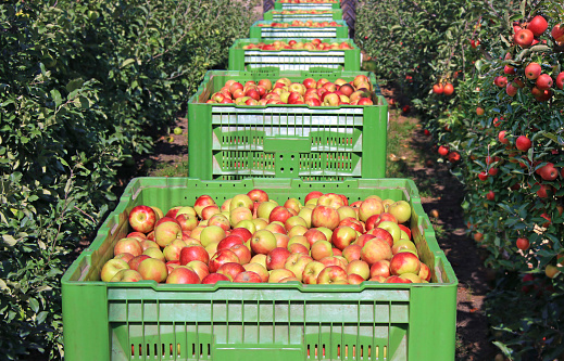 Apples in a boxes after harvest transport between rows of orchard to the cold storage. Farmers pick ripe apples in an orchard