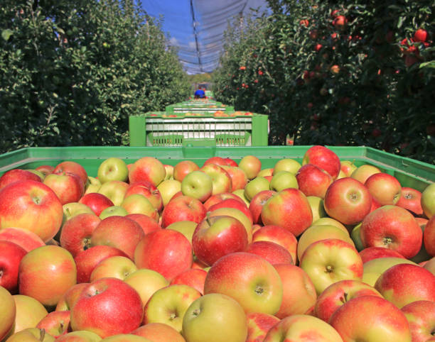 istock Apples in a boxes after harvest transport to the cold storage 1306740340
