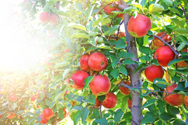 maçã madura no pomar, pronta para colher - apple orchard - fotografias e filmes do acervo