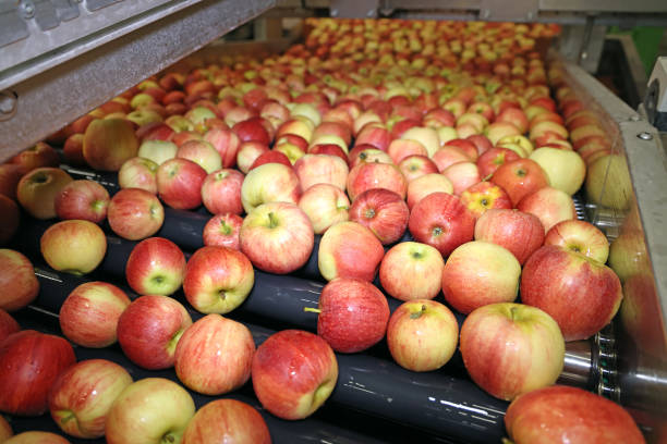 istock Clean fresh apples moving on conveyor in a fruit packing warehouse 1306740908