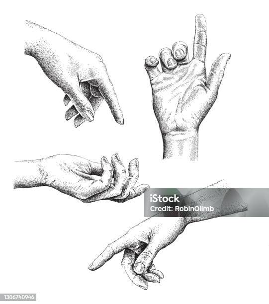Female Pen And Ink Hands Stock Illustration - Download Image Now - Hand, Drawing - Art Product, Sketch