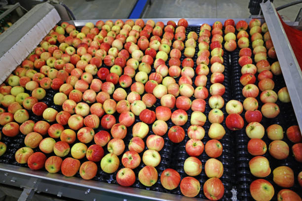 istock Clean fresh apples moving on conveyor in a fruit packing warehouse 1306740988