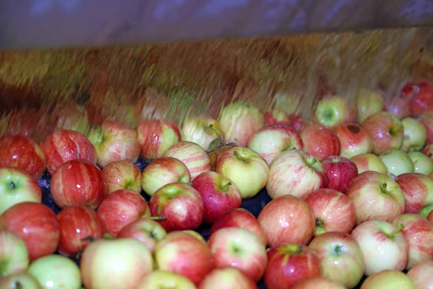 Fresh apples washing and moving on conveyor sorting and grading by the machine in a fruit packing warehouse, food industry