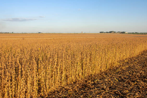 istock Harvesting soybeans on a farm in Brazil 1306741194