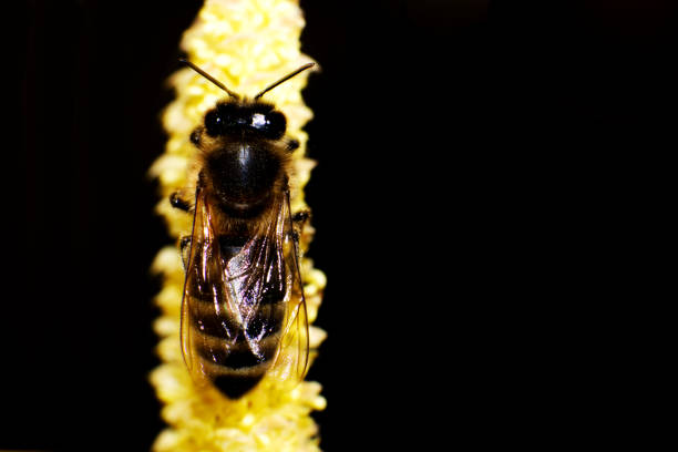 solo honey bee on a branch