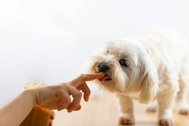 istock Maltese and peanut butter. 1306742396
