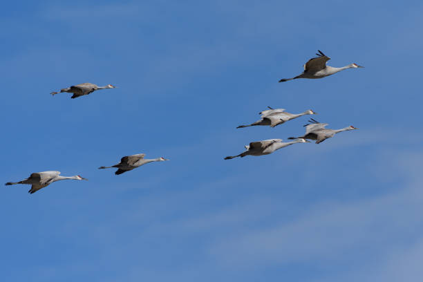 istock Migrating Greater Sandhill Cranes in Monte Vista, Colorado 1306747361