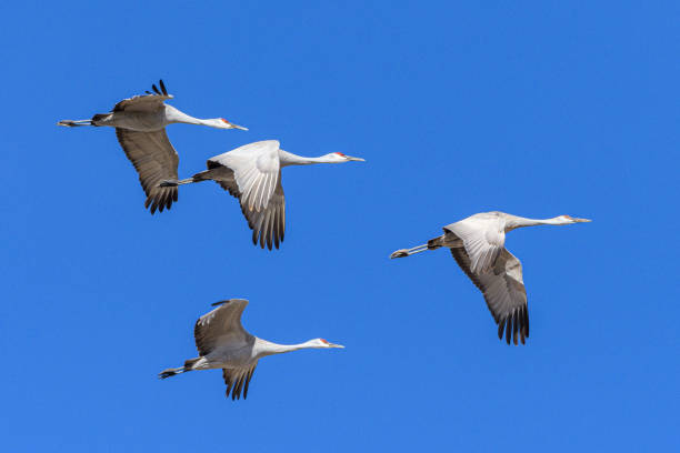 istock Migrating Greater Sandhill Cranes in Monte Vista, Colorado 1306747370