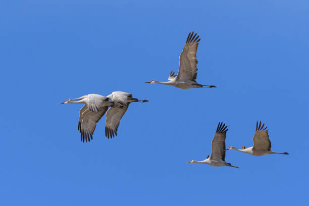 istock Migrating Greater Sandhill Cranes in Monte Vista, Colorado 1306747381