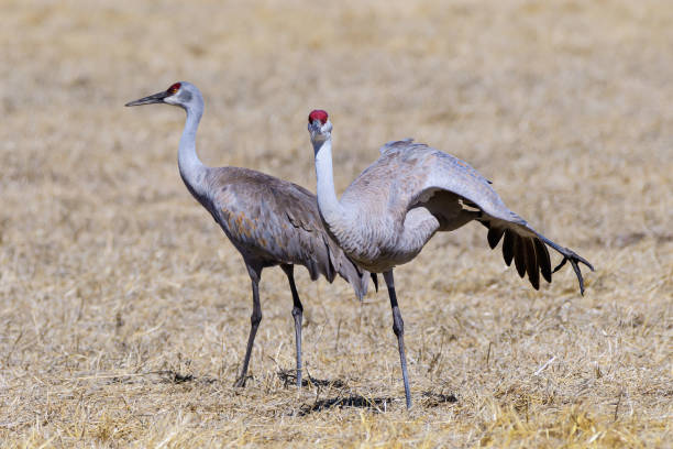 istock Migrating Greater Sandhill Cranes in Monte Vista, Colorado 1306747515
