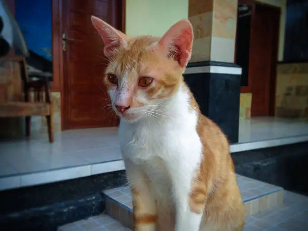 Orange And White Striped Young Male Tomcat With Orange Eyes Sit Guarding The House