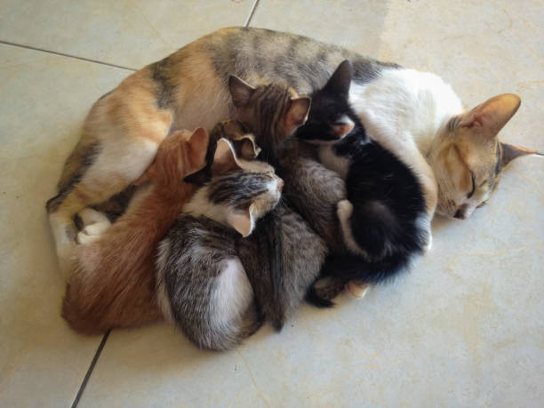 istock Mother Cat Sleeps While Nursing Her Kittens On The House Floor 1306750483