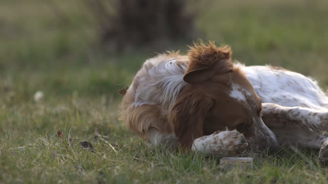 Cute brittany spaniel dog lying on grass field and playing