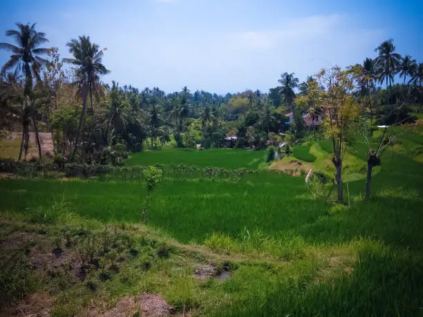 Farm Rice Fields Scenery On A Sunny Day In In The Dry Season At The Village, Ringdikit, North Bali, Indonesia