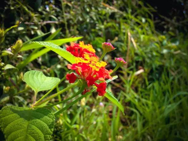 Fresh Wild Lantana Plant Flowers Blooming Among The Bushes In Agricultural Area, North Bali, Indonesia