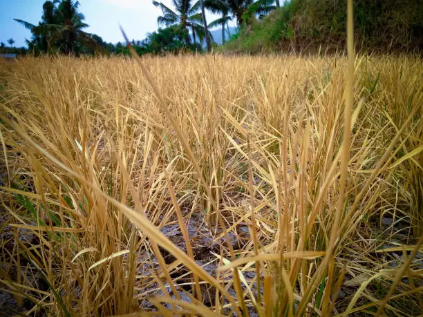 Dried Paddy Plants In The Rice Field Crop Failure In The Dry Season, North Bali, Indonesia