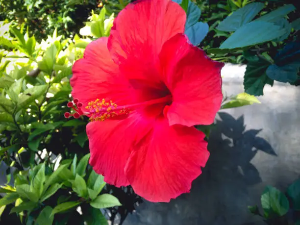 Big Red Blooming Hibiscus Flower In The Tropical Garden On A Sunny Day