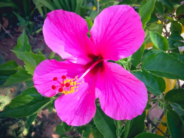 Sweet Pink Blooming Hibiscus Flower On Fresh Green Leaves Of The Plants In The Tropical Garden