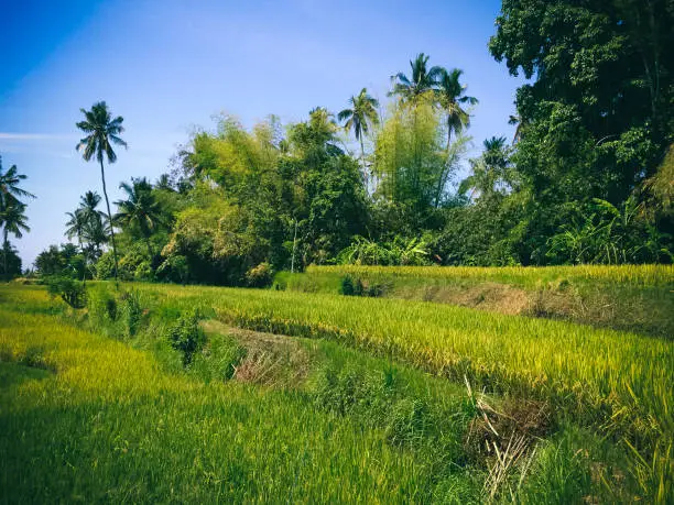 Beautiful Green Scenery Of The Rice Fields In Rural Area On A Sunny Day At Ringdikit Village, North Bali, Indonesia