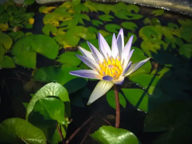 Hydroponic Lotus Flower Blooming In Small Container With Water