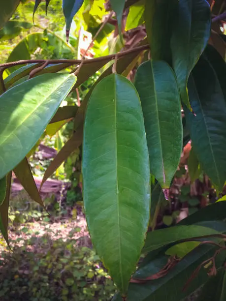 Leaves Of Young Durian Tree Or Durio Zibethinus In The Farm Field
