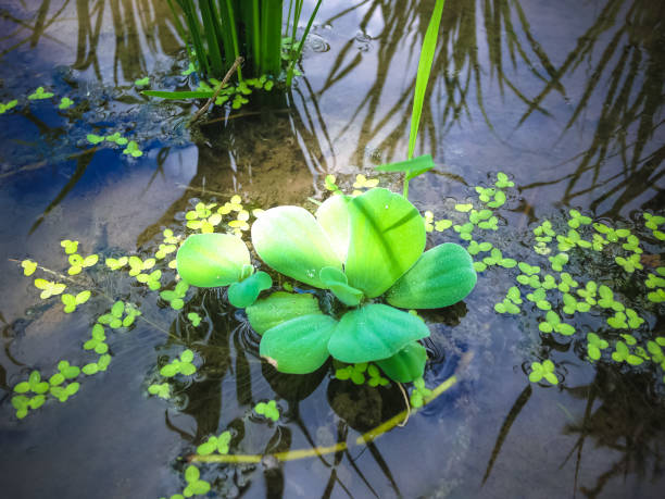 istock Wild Hydroponic Plant Water Lettuce Float On Water In The Rice Field 1306762133