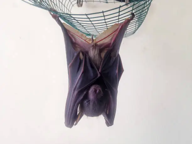 A Bat Sleeping Upside Down Hanging On Wire Mesh In The House