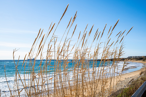 Reeds over beach