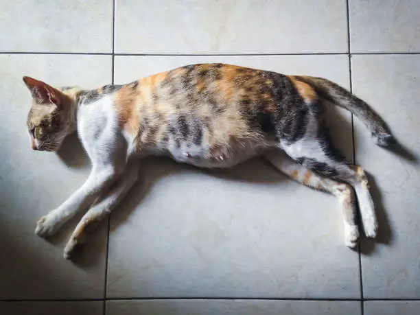Pregnant Striped Tabby Cat Resting And Sleeping On The Floor