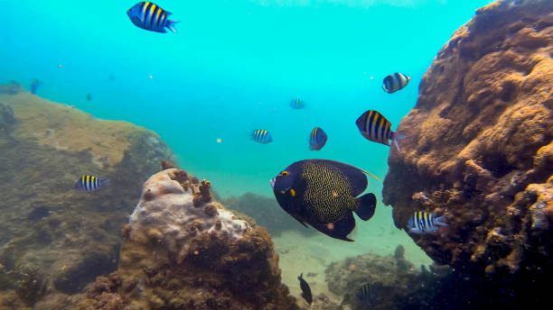 Reef Fishes photographed in Guarapari, in Espirito Santo. Southeast of Brazil. stock photo