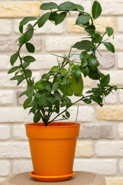 istock Young plant Faustrimedin, Microcitronella, hybrid between Microcitrus and Calamondin in a orange pot with unripe green fruits against decorative brick wall background. Indoor citrus tree growing 1306763830