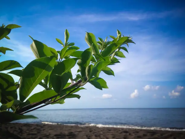 Natural Wild Beach Vegetation Plant Leaves And The Beach Sky Scenery, North Bali, Indonesia