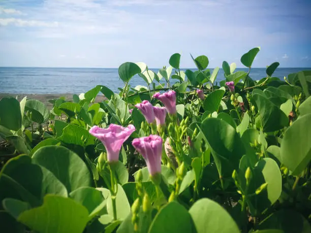 Natural Beauty Of Wild Creeping Vine Beach Morning Glory Or Ipomoea Pes-caprae With Young Flowers Grow On The Sand