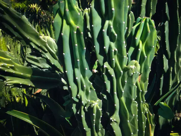Fresh Green Segmented Stems Of Cactus Plant In The Garden