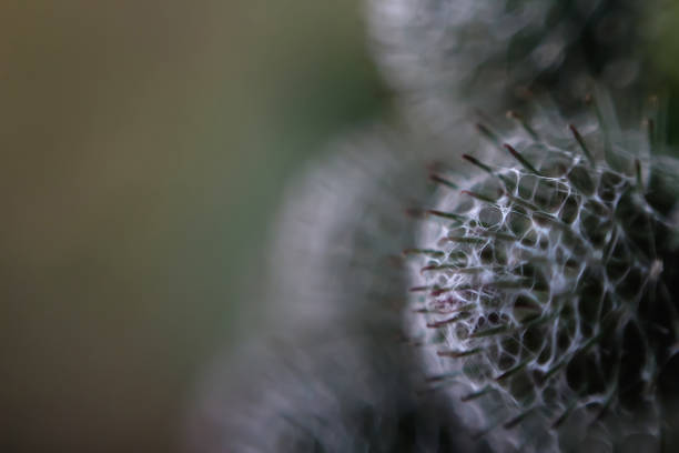Defocus globe gray Thistle flowers grass wild on green background. Globe-Thistle Flower. Coronavirus molecule. Virus, bacteria. Metaphor and symbol. Biological research. Out of focus.