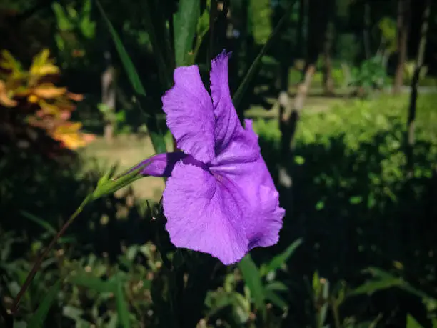 Fresh Purple Blooming Of Flower Ruellia Simplex Or Mexican Petunia Flowering Plant In The Garden