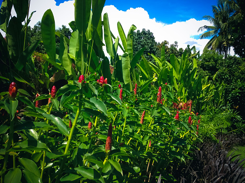 Fresh Scenery Of Ornamental Plants With Crepe Ginger Flower Or Cheilocostus Speciosus In The Warm Morning Sun