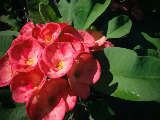 Sweet Blooming Flowers Of Euphorbia Milii Or Crown Of Thorns In The Warm Morning Sun