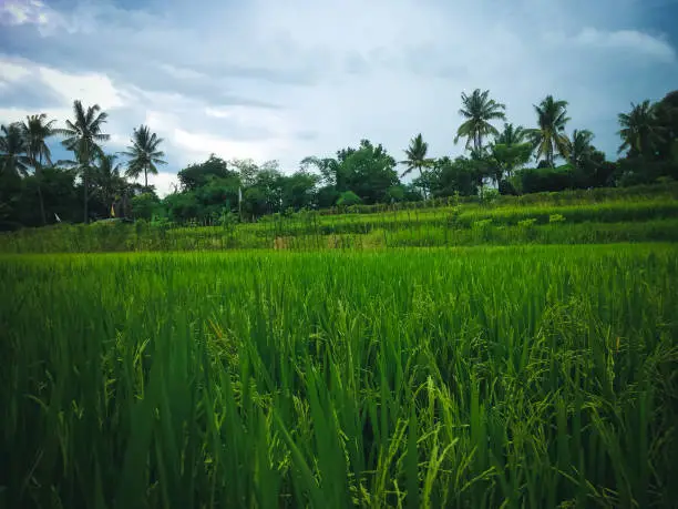 Green Landscape Of Beautiful Natural Rice Field At The Village, Ringdikit, North Bali, Indonesia
