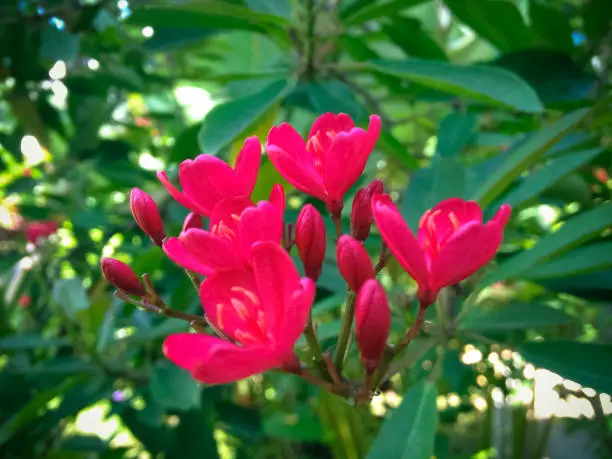 Red Tiny Flowering Plant Of Peregrina Or Spicy Jatropha Or Jatropha Integerrima In The Garden