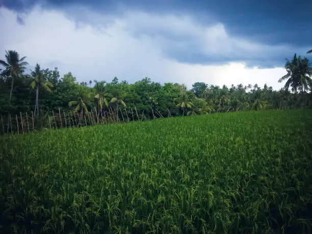 Lush Farmland Scenery Of The Rice Field In The Cloudy Sky At The Village, Ringdikit, North Bali, Indonesia