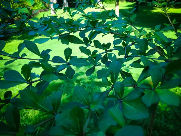 Unique Green Leaves and Branches Type Of Ornamental Plant In The Garden