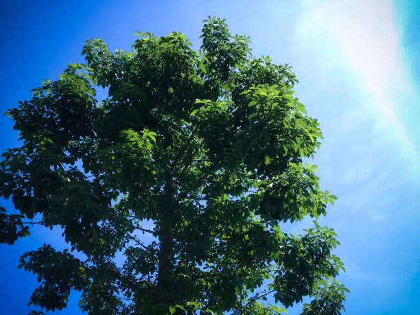 Warm Atmosphere On Leaves Of Fresh Ornamental Plant Tree And Bright Blue Clear Sky