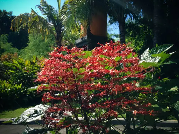 Sweet Red Flowering Plant Of Pagoda Flower Or Clerodendrum Paniculatum In The Warm Morning Sun In The Garden
