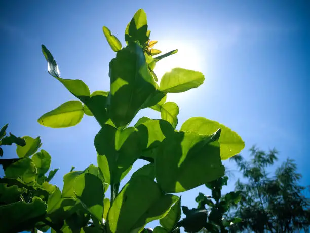Warm Morning Sun Light On Leaves Of Kaffir Lime Or Leech Lime Or Citrus Hystrix Plant
