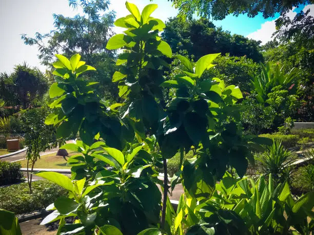 Warm Sun Light On Fresh Green Leaves Of Ornamental Plant In The Garden Yard