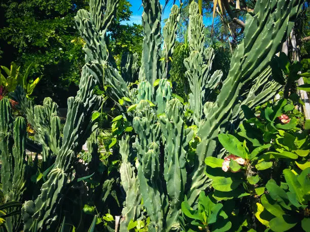 Warm Morning Sun Shine On Type Of Cactus Plant Of Sweet Tropical Garden