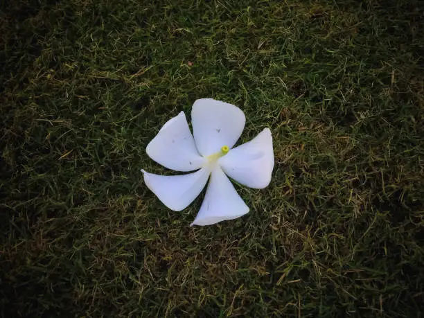White Flower Of Frangipani Or Plumeria Fall On The Grass In The Garden